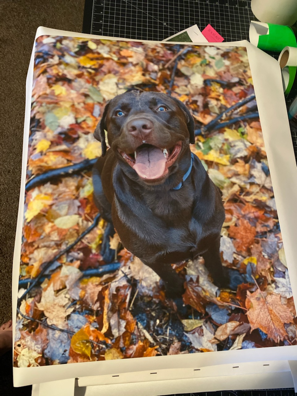 Pet Canvas Prints